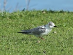 White-winged black tern. Immature resting on grass near lake edge. Lake Horowhenua, August 2013. Image © Duncan Watson by Duncan Watson.