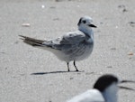 White-winged black tern. Immature. Te Arai, Northland, March 2015. Image © Susan Steedman by Susan Steedman.