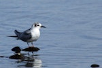 White-winged black tern. Non-breeding adult. Lake Horowhenua, August 2013. Image © Lena Berger by Lena Berger.