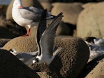 White-winged black tern. Non-breeding bird with wings raised, with white-fronted terns and a red-billed gull. Nelson Boulder Bank, December 2015. Image © Craig Martin by Craig Martin.