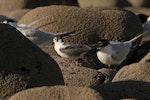 White-winged black tern. Non-breeding bird among white-fronted terns. Nelson Boulder Bank, December 2015. Image © Craig Martin by Craig Martin.