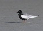 White-winged black tern. In breeding plumage on sandbank. Lower Wairau, May 2012. Image © Will Parsons by Will Parsons.