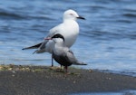 Whiskered tern. Adult (with black-billed gull behind). Tongariro River mouth, Lake Taupo, January 2018. Image © Russell Cannings by Russell Cannings.