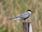 Whiskered tern. Adult in breeding plumage. Wakkerstroom, South Africa, January 2016. Image © Duncan Watson by Duncan Watson.