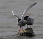 Whiskered tern. Bird "spraying". Western Treatment Plant, Werribee, Victoria, Australia, September 2008. Image © Sonja Ross by Sonja Ross.