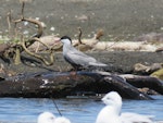 Whiskered tern. Adult (with black-billed gulls in foreground). Tongariro River mouth, Lake Taupo, January 2018. Image © Russell Cannings by Russell Cannings.