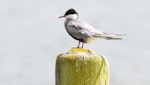 Whiskered tern. Adult in breeding plumage. Lake Rotoiti, Rotorua, December 2017. Image © Les Feasey by Les Feasey.