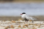 Whiskered tern. Adult in breeding plumage. Waituna Wetlands Scientific Reserve, February 2022. Image © Glenda Rees by Glenda Rees.