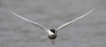 Whiskered tern. Adult in flight. Western Treatment Plant, Werribee, Victoria, Australia, January 2010. Image © Sonja Ross by Sonja Ross.