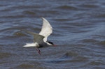 Whiskered tern. Adult in flight. Western Treatment Plant, Werribee, Victoria, Australia, January 2009. Image © Sonja Ross by Sonja Ross.