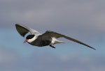 Whiskered tern. Adult in flight. Tolderol Game Reserve, South Australia, November 2015. Image © John Fennell by John Fennell.