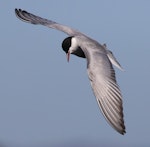 Whiskered tern. Adult in flight. Tolderol Game Reserve, South Australia, November 2017. Image © John Fennell by John Fennell.