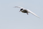 Whiskered tern. Adult in flight. Waituna Wetlands Scientific Reserve, February 2022. Image © Glenda Rees by Glenda Rees.