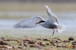 Whiskered tern. Adult in breeding plumage. In flight showing grey under body. Waituna Wetlands Scientific Reserve, February 2022. Image © Glenda Rees by Glenda Rees.