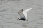 Whiskered tern. Breeding plumage flight ventral. Wundi, Taiwan, May 2009. Image © Nigel Voaden by Nigel Voaden.