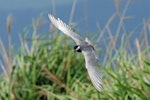 Whiskered tern. Adult in breeding plumage, in flight (dorsal). Wundi, Taiwan, May 2009. Image © Nigel Voaden by Nigel Voaden.