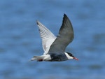 Whiskered tern. Adult in breeding plumage flying. Broome, Western Australia, September 2015. Image © Duncan Watson by Duncan Watson.