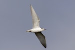 Whiskered tern. Immature in flight showing ventral wing aspect. Clifton Wastewater Ponds, Invercargill, July 2022. Image © Glenda Rees by Glenda Rees.