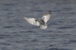 Whiskered tern. Immature hawking. Clifton Wastewater Ponds, Invercargill, July 2022. Image © Glenda Rees by Glenda Rees.