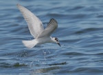 Whiskered tern. Immature foraging. Western Treatment Plant, Victoria, March 2017. Image © Glenn Pure 2017 birdlifephotography.org.au by Glenn Pure.