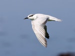 Whiskered tern. Adult in flight, non-breeding plumage. Kakadu National Park, Northern Territory, Australia, September 2015. Image © Duncan Watson by Duncan Watson.