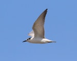 Whiskered tern. Immature in flight. Tolderol Game Reserve, South Australia, January 2017. Image © John Fennell by John Fennell.