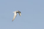 Whiskered tern. In flight. Immature plumage. Clifton Wastewater Ponds, Invercargill, July 2022. Image © Glenda Rees by Glenda Rees.