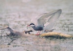 Whiskered tern. Adult. Debrecen, August 2014. Image © Tamas Zeke by Tamas Zeke.