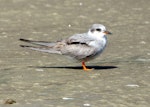 Black-fronted tern | Tarapirohe. Immature. Manawatu River estuary, March 2010. Image © Alex Scott by Alex Scott.