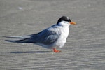 Black-fronted tern | Tarapirohe. Adult moulting into breeding plumage. Waikanae Beach lagoon, May 2014. Image © Roger Smith by Roger Smith.