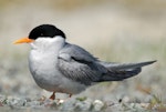 Black-fronted tern | Tarapirohe. Breeding plumage. Ohau River delta, Mackenzie Country, November 2006. Image © Craig McKenzie by Craig McKenzie.