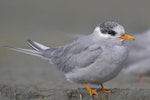 Black-fronted tern | Tarapirohe. Non-breeding adult. Awarua Bay, Southland, February 2012. Image © Glenda Rees by Glenda Rees.