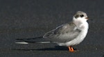 Black-fronted tern | Tarapirohe. Immature. Wanganui, February 2010. Image © Ormond Torr by Ormond Torr.