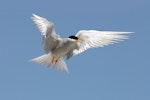 Black-fronted tern | Tarapirohe. Adult in flight, ventral. Clutha River, Bendigo, November 2009. Image © Craig McKenzie by Craig McKenzie.