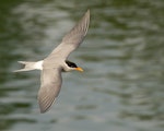 Black-fronted tern | Tarapirohe. Adult in flight, dorsal. Port Motueka, July 2013. Image © Patrick Shortley by Patrick Shortley.