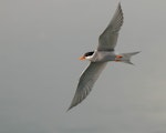 Black-fronted tern | Tarapirohe. Adult in flight, ventral. Port Motueka, July 2013. Image © Patrick Shortley by Patrick Shortley.