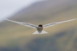 Black-fronted tern | Tarapirohe. Breeding plumage in flight. Mataura River, Southland, December 2011. Image © Glenda Rees by Glenda Rees.