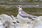 Black-fronted tern | Tarapirohe. Juvenile. Mataura River, December 2011. Image © Glenda Rees by Glenda Rees.