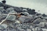 Black-fronted tern | Tarapirohe. Adult on nest. Cass River, McKenzie basin, November 1982. Image © Department of Conservation (image ref: 10045106) by Rod Morris.