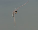 Black-fronted tern | Tarapirohe. Adult in flight. Port Motueka, July 2013. Image © Patrick Shortley by Patrick Shortley.