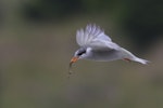 Black-fronted tern | Tarapirohe. Non-breeding adult in flight carrying a skink. Mataura River, Southland, December 2011. Image © Glenda Rees by Glenda Rees.