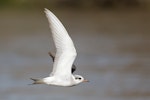 Black-fronted tern | Tarapirohe. Sub-adult in flight. Lower Motueka River, September 2017. Image © Rob Lynch by Rob Lynch.