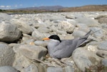 Black-fronted tern | Tarapirohe. On nest. Clutha River, Bendigo, November 2009. Image © Craig McKenzie by Craig McKenzie.