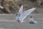 Black-fronted tern | Tarapirohe. Adult pair in breeding plumage, one bird with wings raised in display. Ashley estuary, Canterbury, September 2012. Image © Steve Attwood by Steve Attwood.