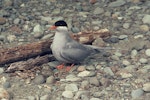 Black-fronted tern | Tarapirohe. Adult at nest with 2 eggs. Image © Department of Conservation (image ref: 10031040) by Barry Harcourt.