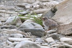 Black-fronted tern | Tarapirohe. Chick. Mataura River, Southland, December 2011. Image © Glenda Rees by Glenda Rees.