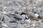 Black-fronted tern | Tarapirohe. Adult with chicks. Mataura River, Southland, January 2012. Image © Glenda Rees by Glenda Rees.