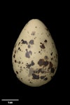 Black-fronted tern | Tarapirohe. Egg 41.3 x 28.1 mm (NMNZ OR.021563, collected by Robert Falla). Ohau River, South Canterbury, November 1969. Image © Te Papa by Jean-Claude Stahl.