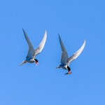 Black-fronted tern | Tarapirohe. Adult pair in courtship flight. Wairau River, October 2020. Image © Derek Templeton by Derek Templeton.