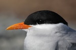 Black-fronted tern | Tarapirohe. Adult head close-up. Clive estuary, Hawke's Bay, June 2010. Image © Adam Clarke by Adam Clarke.